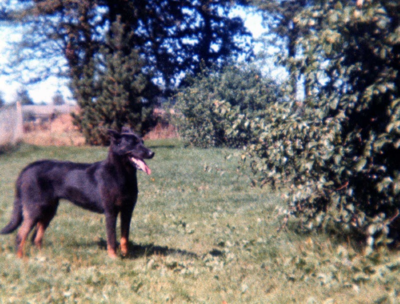 Axelle du Domaine des Picverts